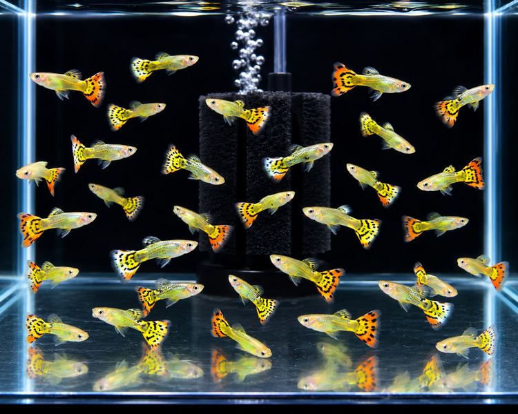Leopard Guppy - Male ~ 3cm